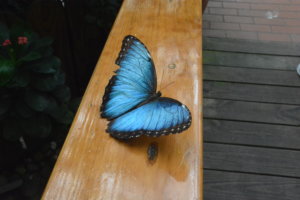 世界一といわれる美しい蝶。一斉に飛んでいると迫力ある。